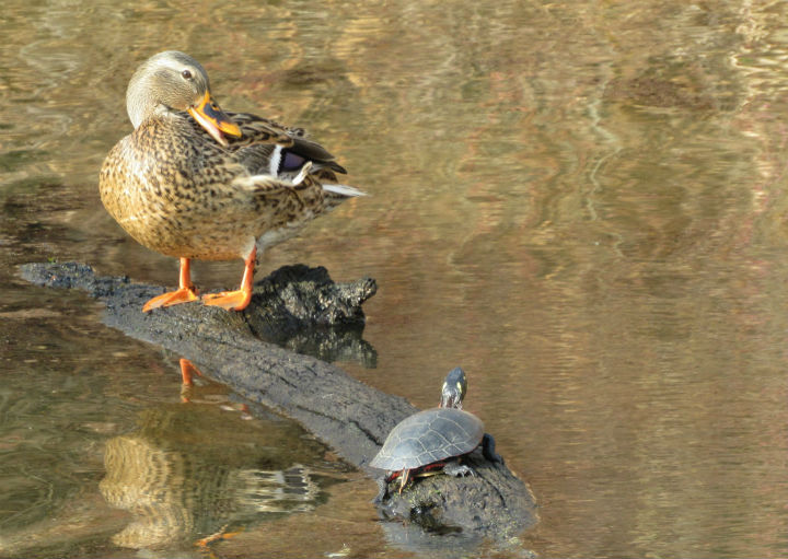 Mallard and Midland Painted Turtle